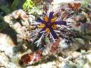 A new type of sea urchin we have never seen before

